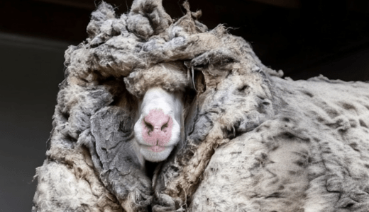 巨大な羊の羊毛が刈り取られた瞬間、震える手で警察を呼んだ―その中に何が入っていたのか？