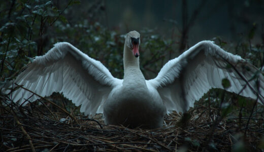 白鳥の巣から「黒ずんだ巨大な卵」が。殻を破って出てきた“それ”を見た瞬間、獣医は即座に警察へ通報した