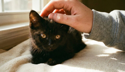 子猫を拾った家族。なぜか獣医は震える手で警察に通報した