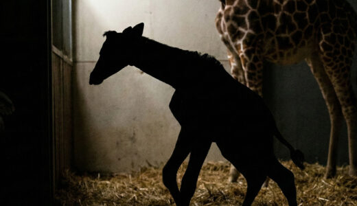 獣医は妊娠したキリンを見て自分の目が信じられなかった- 産まれたものを見てさらにショックを受けた