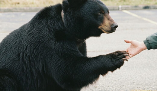 この巨大熊は自分が犬だと信じ込んでいる。警察官は座っている姿を見て、目を疑った。