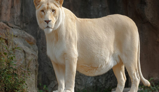 真っ白なライオンから産まれた「漆黒の子供」。DNA鑑定の結果、飼育員たちは言葉を失った