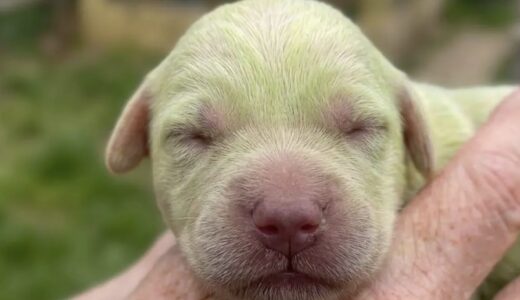 女性は愛犬が産んだ8匹目の仔犬を見て自分の目を信じられず悲鳴を上げた。彼女が目にしたものとは一体？