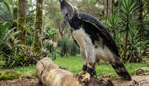 少年は木の上を見て父親に泣きついた。「人間の顔をした鳥がいるんだ！」半信半疑だった父親もそれを見て言葉を失った