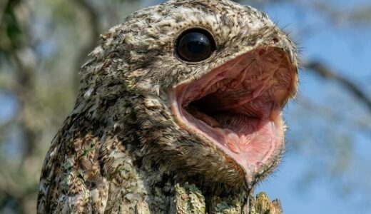 何の変哲もない木が叫びだし、牧場主は化け物の伝説の正体を知る